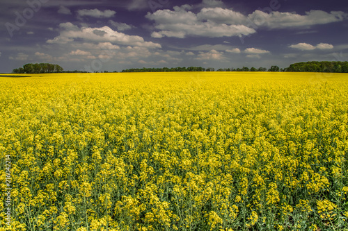 żółte pole rzepaku © Henryk Niestrój