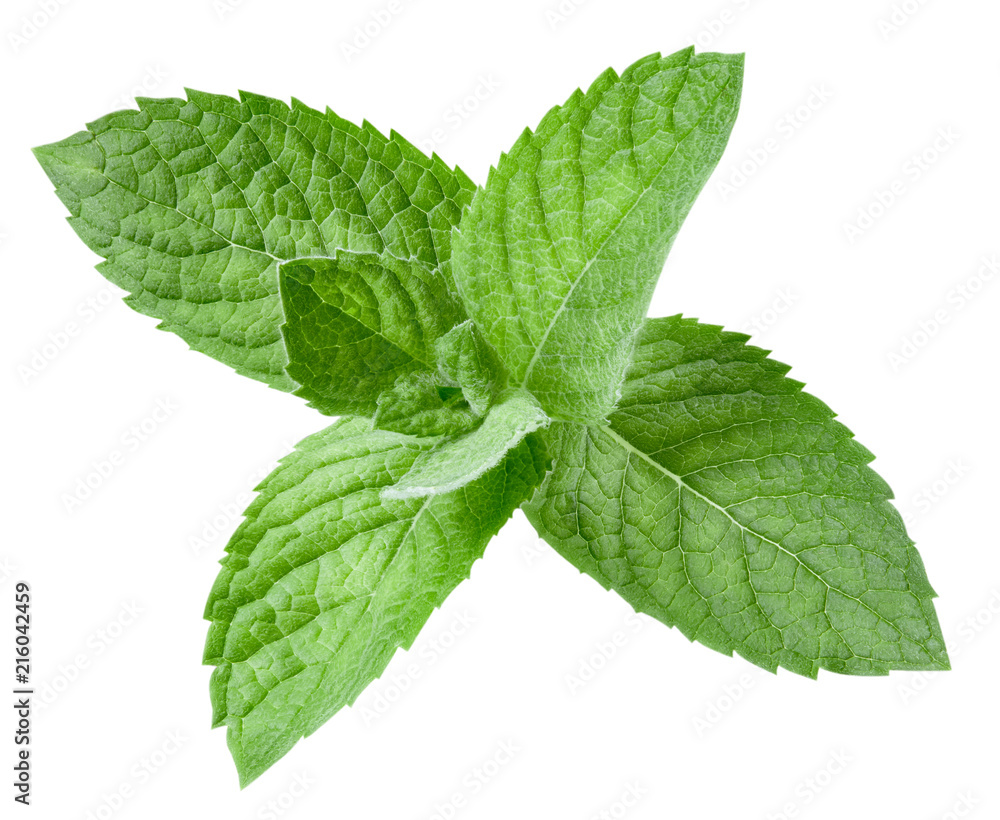mint leaves isolated mint leaves isolated