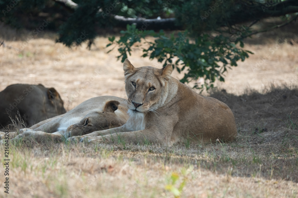 Lions Lions