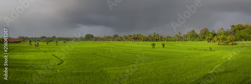 Panoramic View of an Ubud, Bali, Rice Field Before a Rain Storm. A beautiful verdant green rice field with mature rice in the cultural center of Bali. Ubud, Bali, Indonesia.