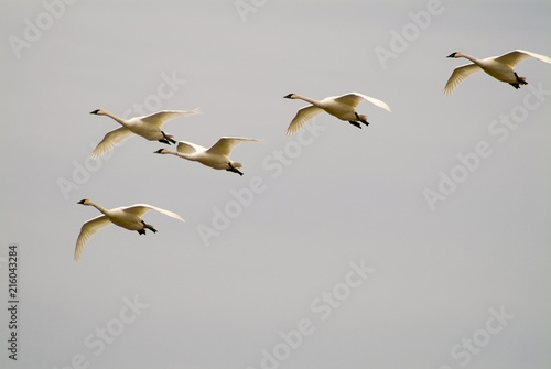 Tundra Swans in Flight. These birds  are migratory birds. They start to arrive on the breeding grounds around mid-May  and leave for winter quarters around the end of September.