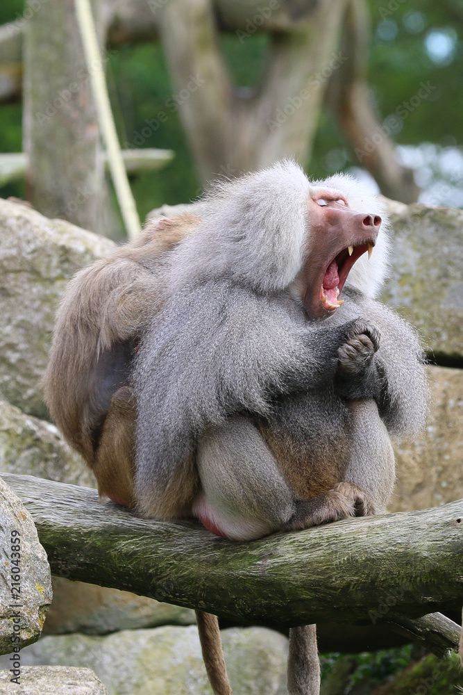 Baboon