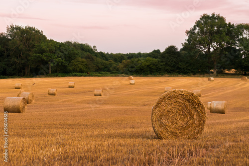 Round hay bales at sunset on farmland in West Sussex, UK, after a prolonged period of dry hot weather creating an early harvest.