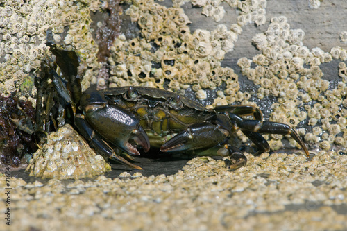 Green Shore Crab (Carcinus maenas)/European Green Crab on barnacle encrusted rock