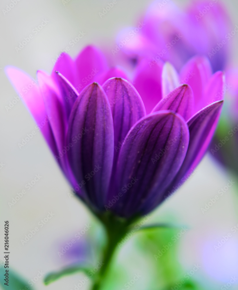 Lila Blume Lila Blume