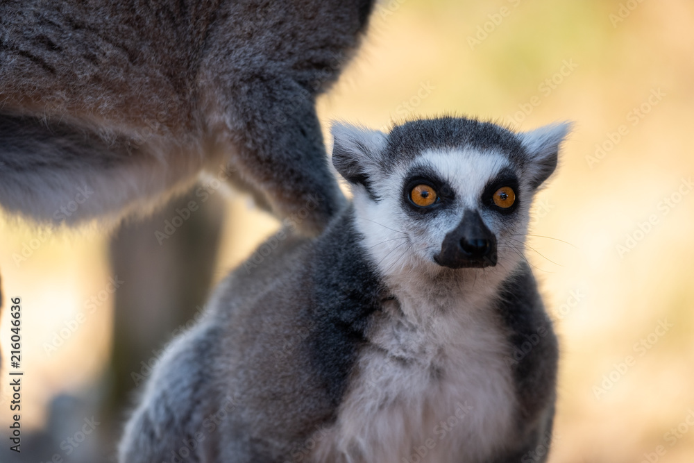 Naklejka premium Lemur