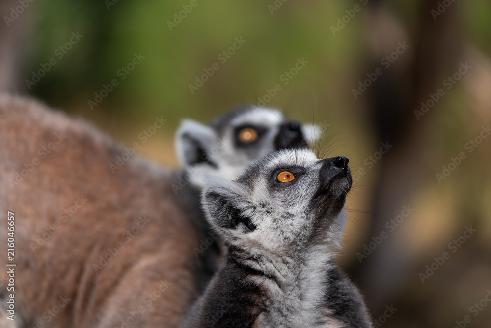 Fototapeta premium Lemur