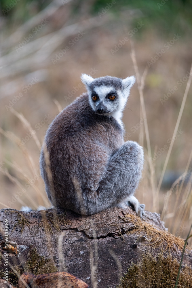 Obraz premium Lemur