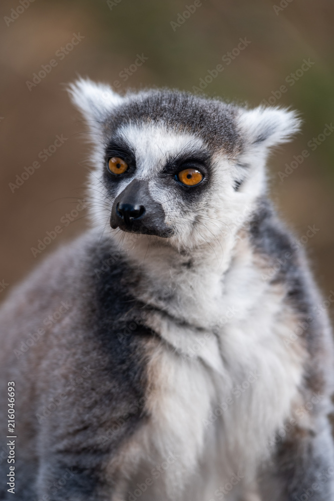 Fototapeta premium Lemur