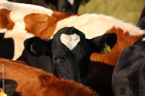 Kuh mit Herz