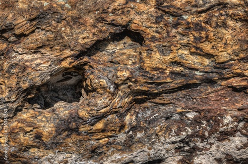 Petrified Fossil Wood found in the Badlands of South Dakota photo