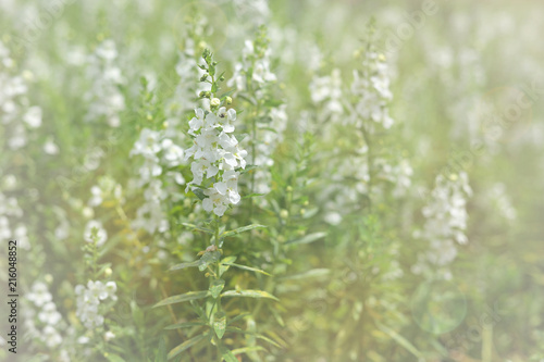 White flower with blurred bokeh background.