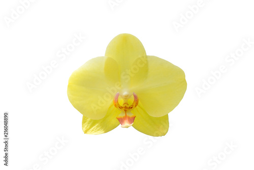 Fototapeta Naklejka Na Ścianę i Meble -  Yellow orchid flower isolated on white background.