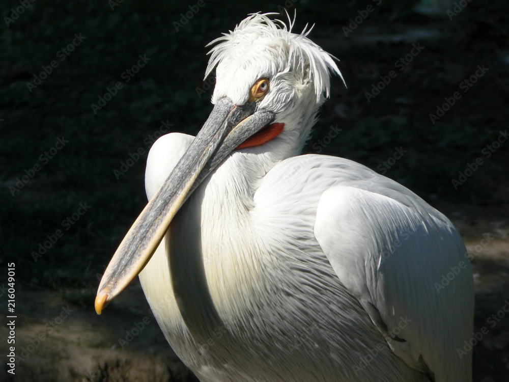 White pelecanus with long beak that uses for catching of fishes. 