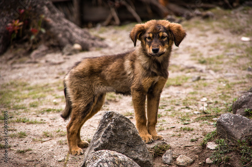 One cute brown small dog with sad looking.Mountains of Nepal.