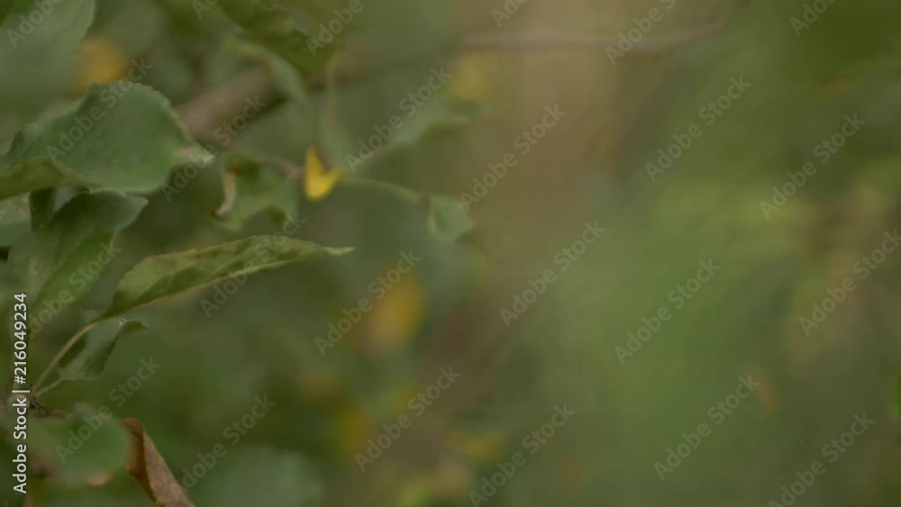 Apple hanging on a branch Apple hanging on a branch