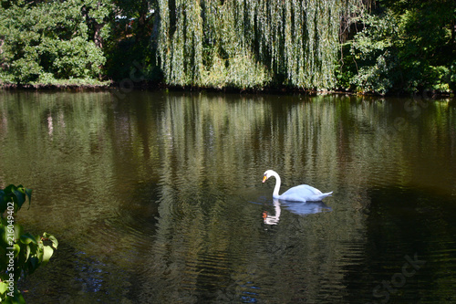 Swan