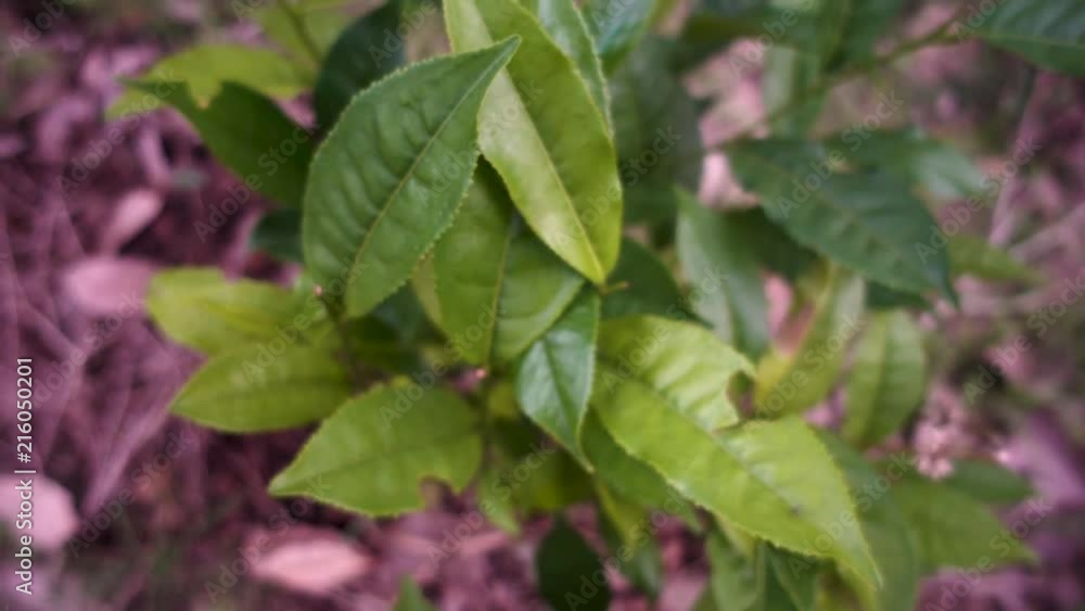 Green Fresh Tea Leaves at Organic Tea Plantation in Assam, India Green Fresh Tea Leaves at Organic Tea Plantation in Assam, India