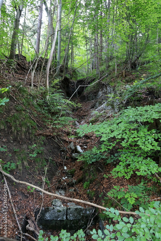 On shady slopes of the Alps it is possible to see the real wild nature. On shady slopes of the Alps it is possible to see the real wild nature.