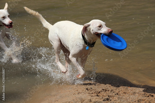 2 dogs and blue Frisbee in Denver, Colordo Cherry Creek