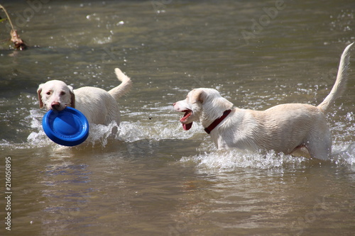 2 dogs and blue Frisbee in Denver, Colordo Cherry Creek