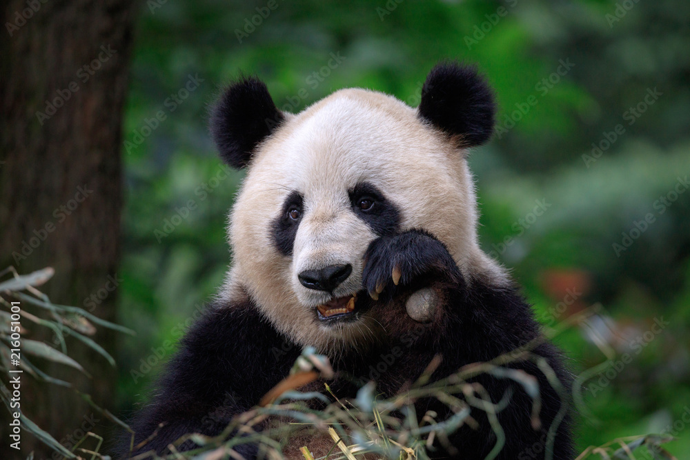 Happy Panda Bear Waving at the Viewer, Bifengxia Panda Reserve in Ya'an - Sichuan Province, China. Endangered Species Animal Conservation, Fluffy cute panda bear waving its left paw in the air Happy Panda Bear Waving at the Viewer, Bifengxia Panda Reserve in Ya'an - Sichuan Province, China. Endangered Species Animal Conservation, Fluffy cute panda bear waving its left paw in the air