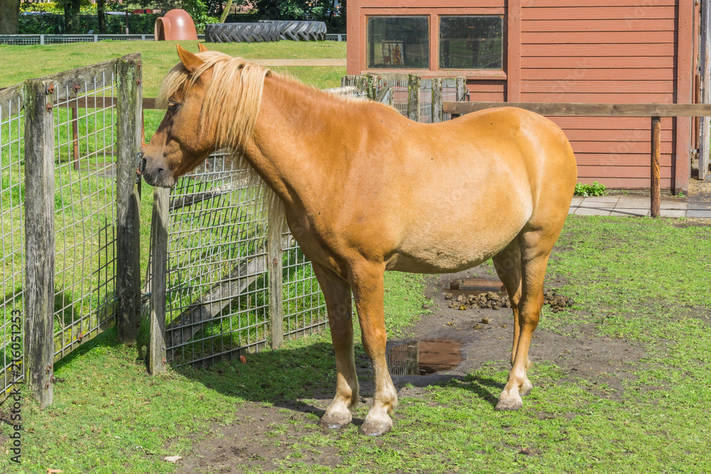 beautiful brown orange horse in the pasture