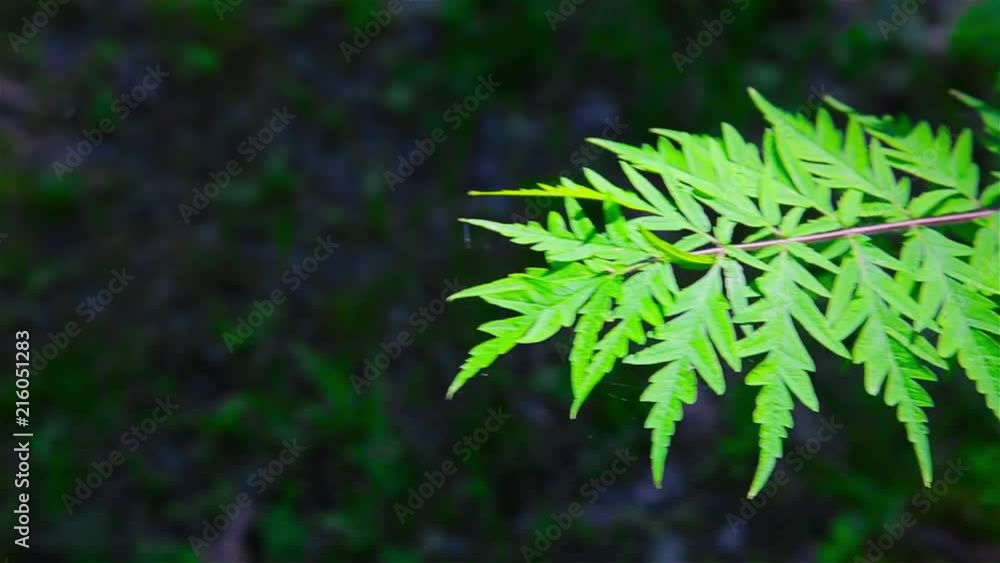 Early in the morning a branch of forest green plant Early in the morning a branch of forest green plant
