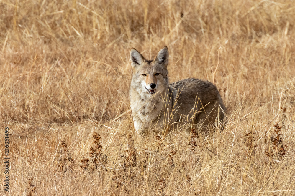 Coyote in field at Bosque del Apache National Wildlife Refuge, San Antonio, New Mexico Coyote in field at Bosque del Apache National Wildlife Refuge, San Antonio, New Mexico