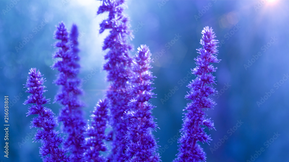 Fototapeta premium Violet flower on a background of green foliage, close-up, blurred bokeh background. Vegetable macro background