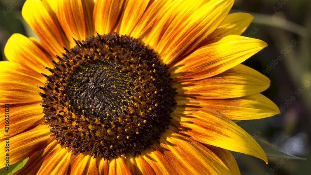 Obraz premium Sunflower close-up, bright and orange, sunlight