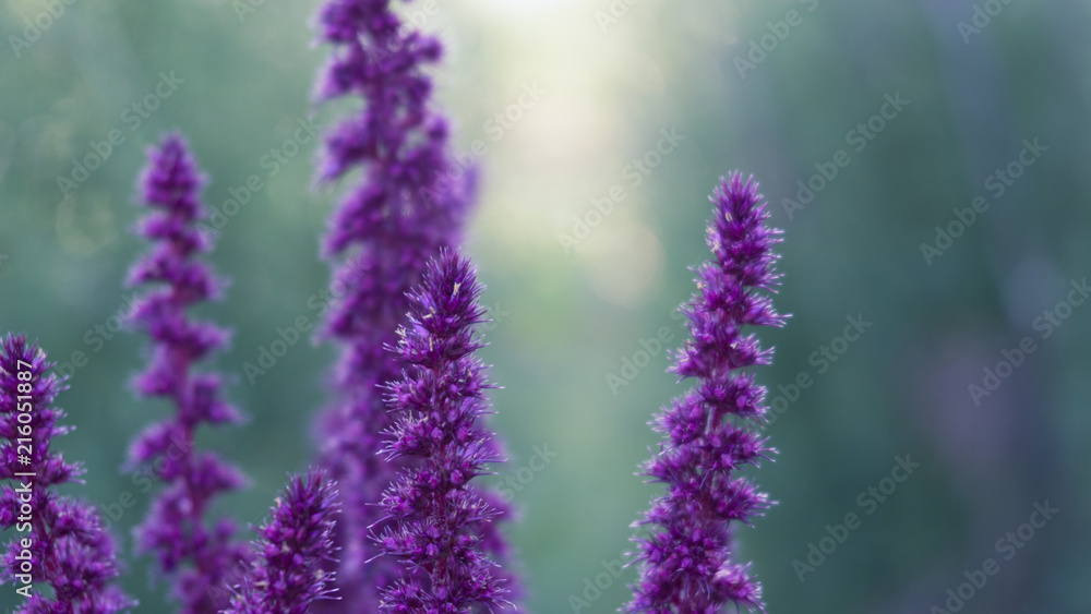Obraz premium Violet flower on a background of green foliage, close-up, blurred bokeh background. Vegetable macro background