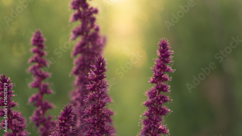 Violet flower on a background of green foliage, close-up, blurred bokeh background. Vegetable macro background