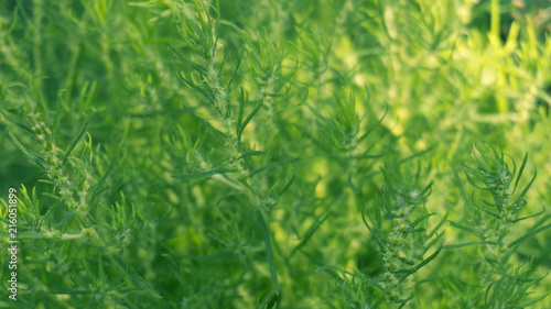Green grass, sunlight, macro, blur background bokeh