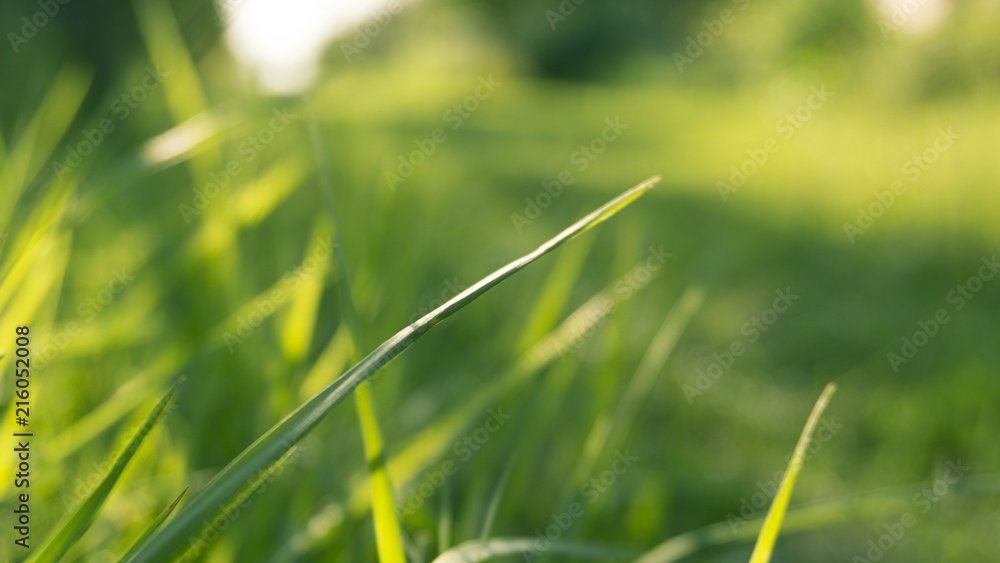 Green grass, sunlight, macro, blur background bokeh Green grass, sunlight, macro, blur background bokeh