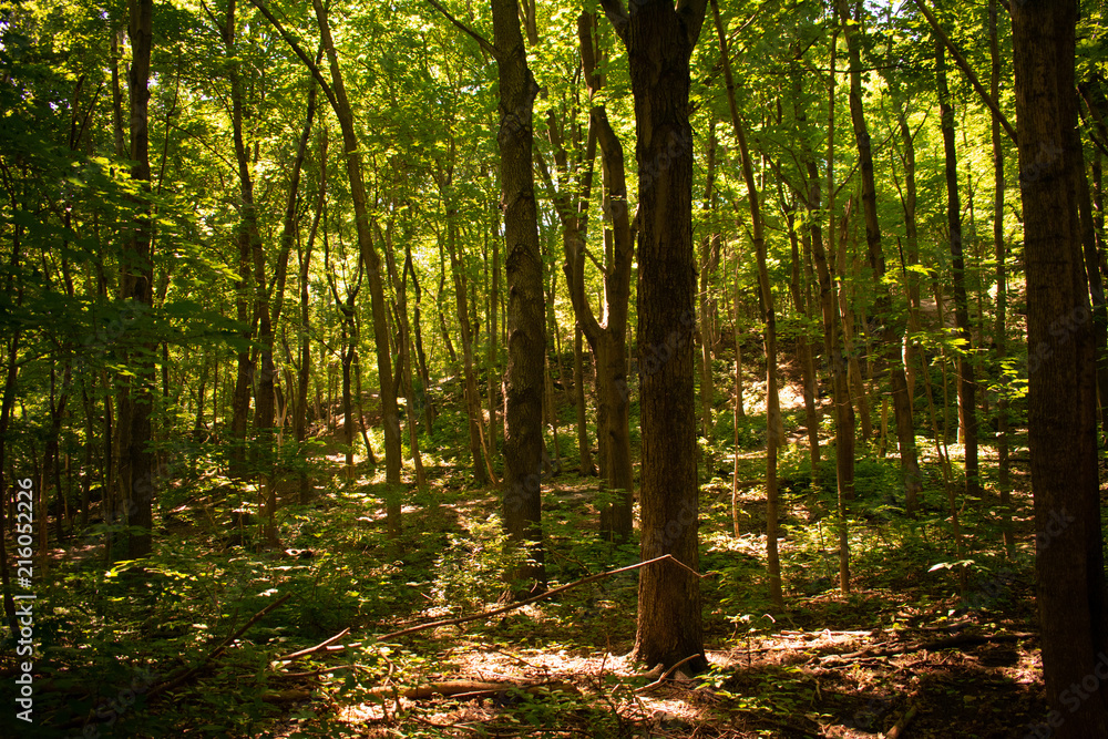 Fototapeta premium Forest