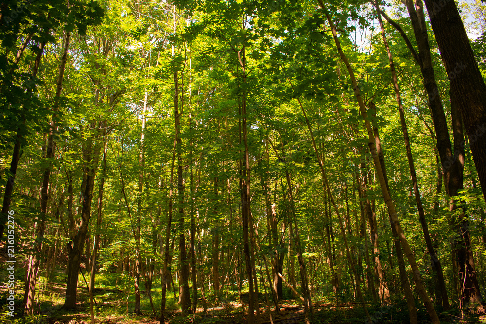 Fototapeta premium Forest 2