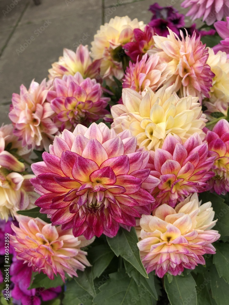 Dahlia Dahlia