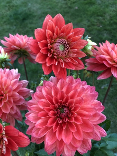 Dahlia