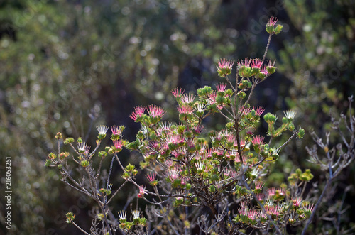 Red, pink, white flowers of the Australian native Clustered Scent Myrtle, Darwinia fascicularis, growing in heath on the Little Marley fire trail, Royal National Park, Sydney. Flowers winter to summer