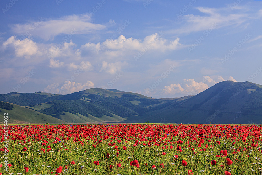 The wonderful lentil flowering in Castelluccio di Norcia. Thousands of colours, flowers and wheat. a beautiful landscape
