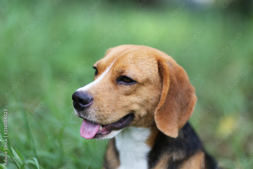 Beagle dog sitting down on the green grass.