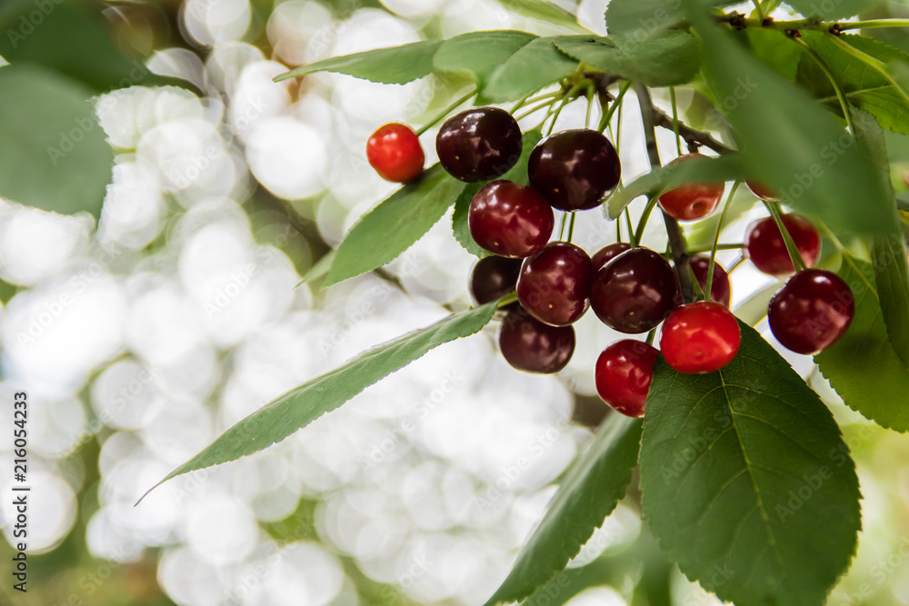 Obraz premium Cherry in a garden