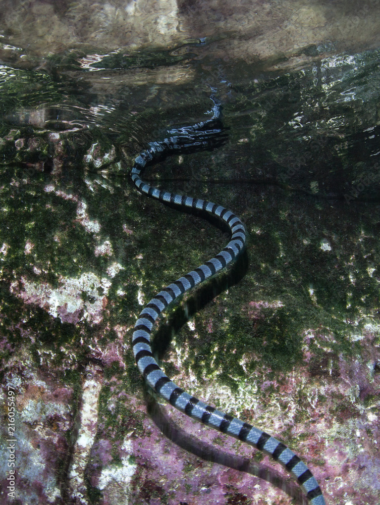 Banded Sea Krait Coming to Surface to Breathe Banded Sea Krait Coming to Surface to Breathe