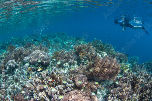 Snorkeler and Beautiful Reef in Raja Ampat © ead72