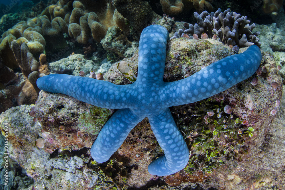 Blue Sea Star in the Coral Triangle Blue Sea Star in the Coral Triangle