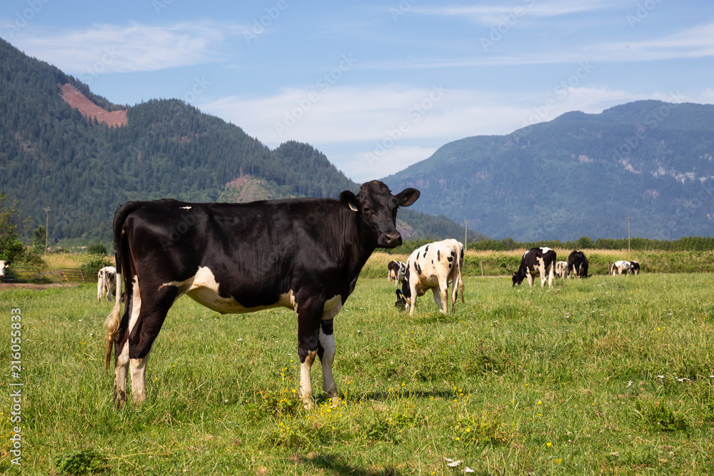 Cows on a green farm field during a vibrant sunny summer day. Taken in Chilliwack, East of Vancouver, BC, Canada.