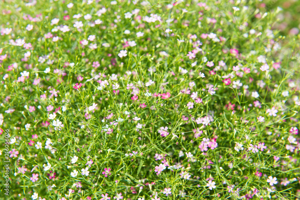 Beautiful Gypsophila flower, babysbreath gypsophila