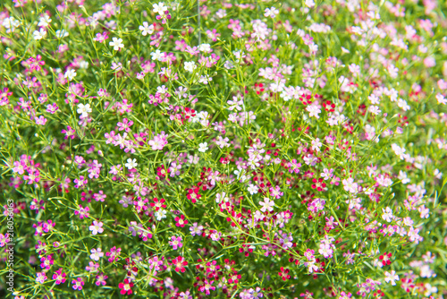 Beautiful Gypsophila flower, babysbreath gypsophila