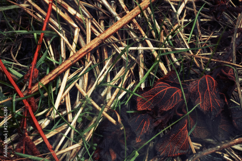Grass